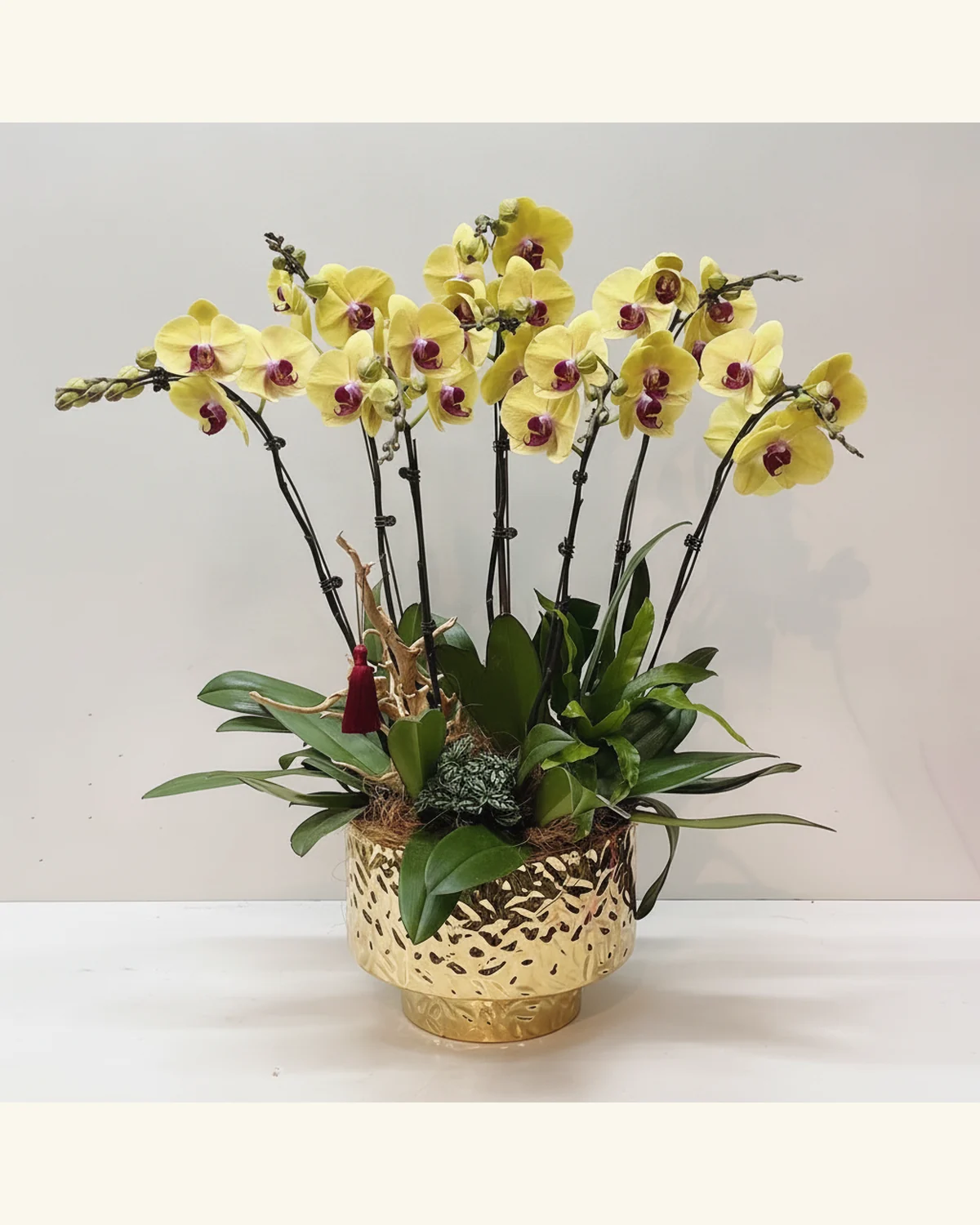 金色盆栽黃花蝴蝶蘭 — 黃色蝴蝶蘭、配襯綠葉（圖片款式參考；實際配置請查詢確認）