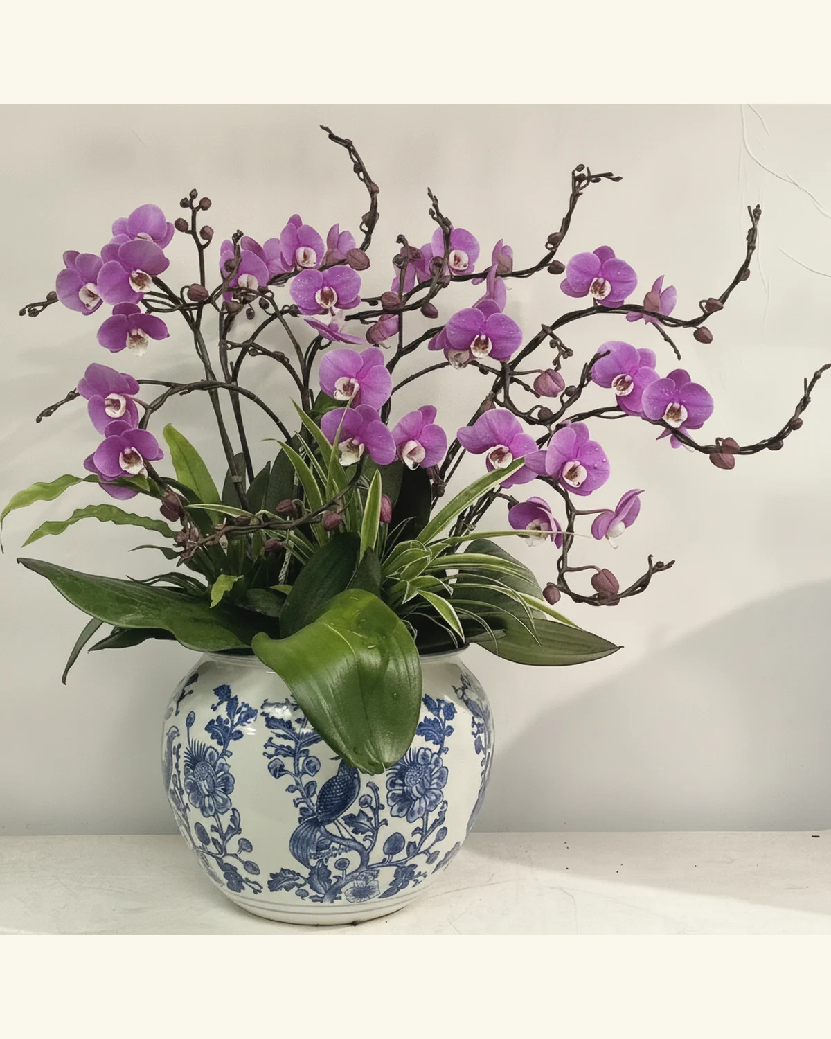 紫韻蝴蝶蘭藍白花紋盆景 — 紫色蝴蝶蘭、綠葉配材（圖片款式參考；實際配置請查詢確認）、藍白花紋盆器（圖片款式參考；實際配置請查詢確認）