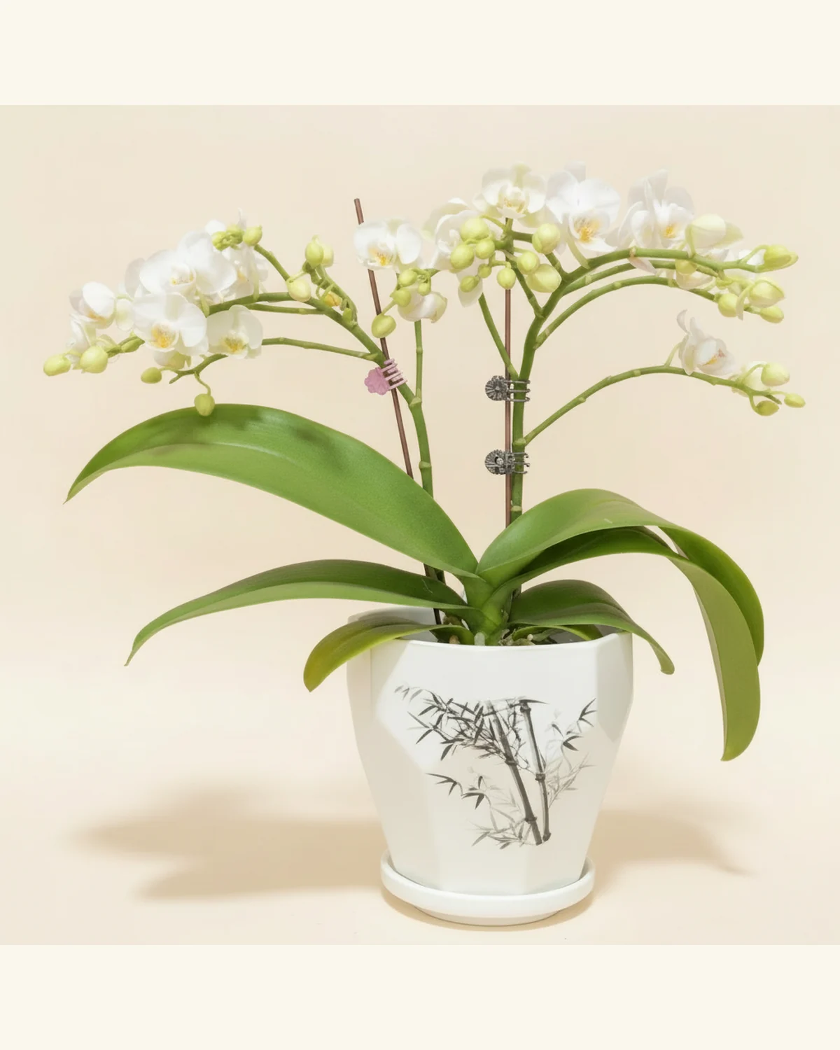 白花蝴蝶蘭盆栽 — 白花蝴蝶蘭、綠葉（圖片款式參考；實際配置請查詢確認）、白色竹枝圖案花器（相片造型參考）