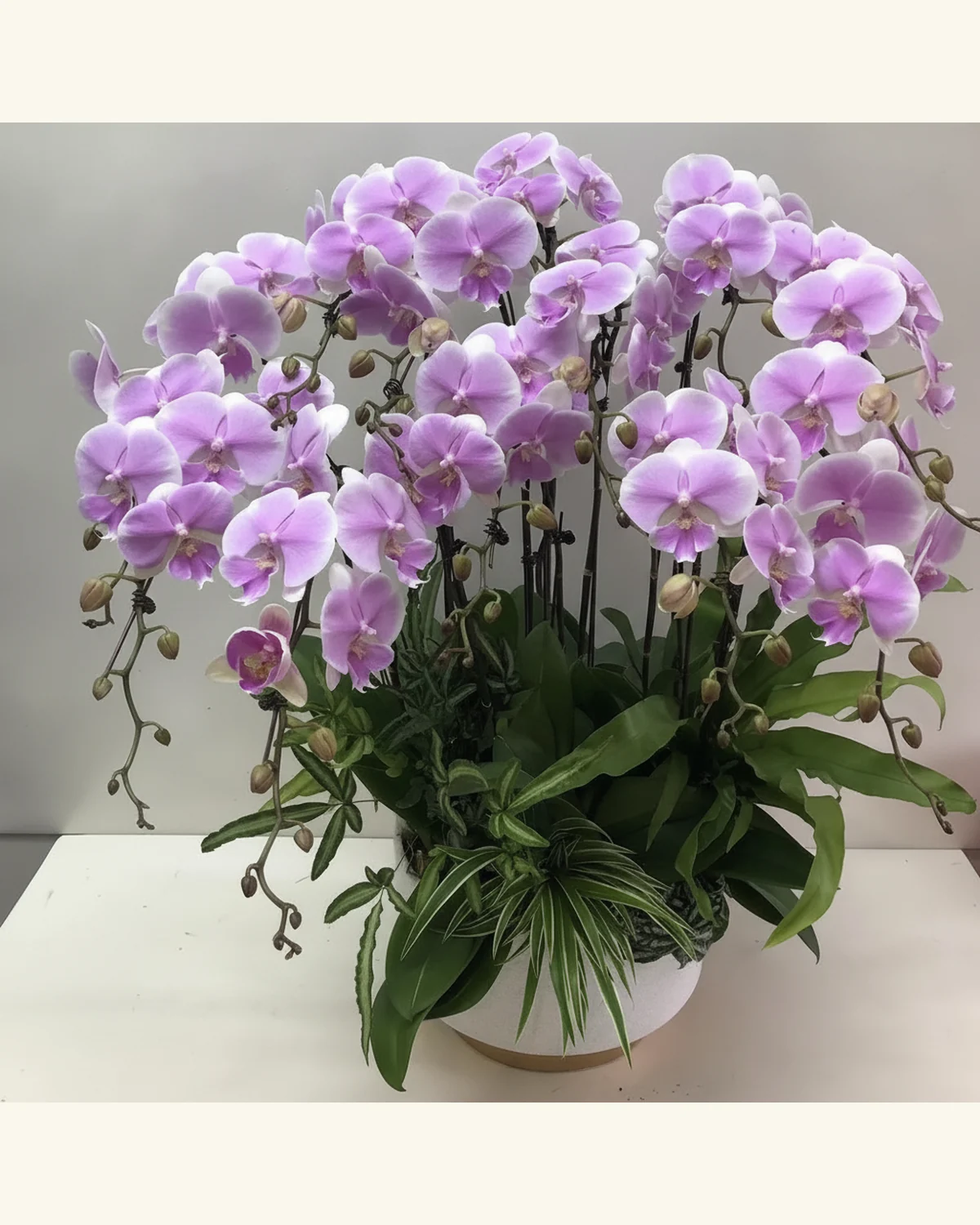 Y. Florist 香港蘭花上門保養 — 淡紫蝴蝶蘭拱枝盆栽參考款式