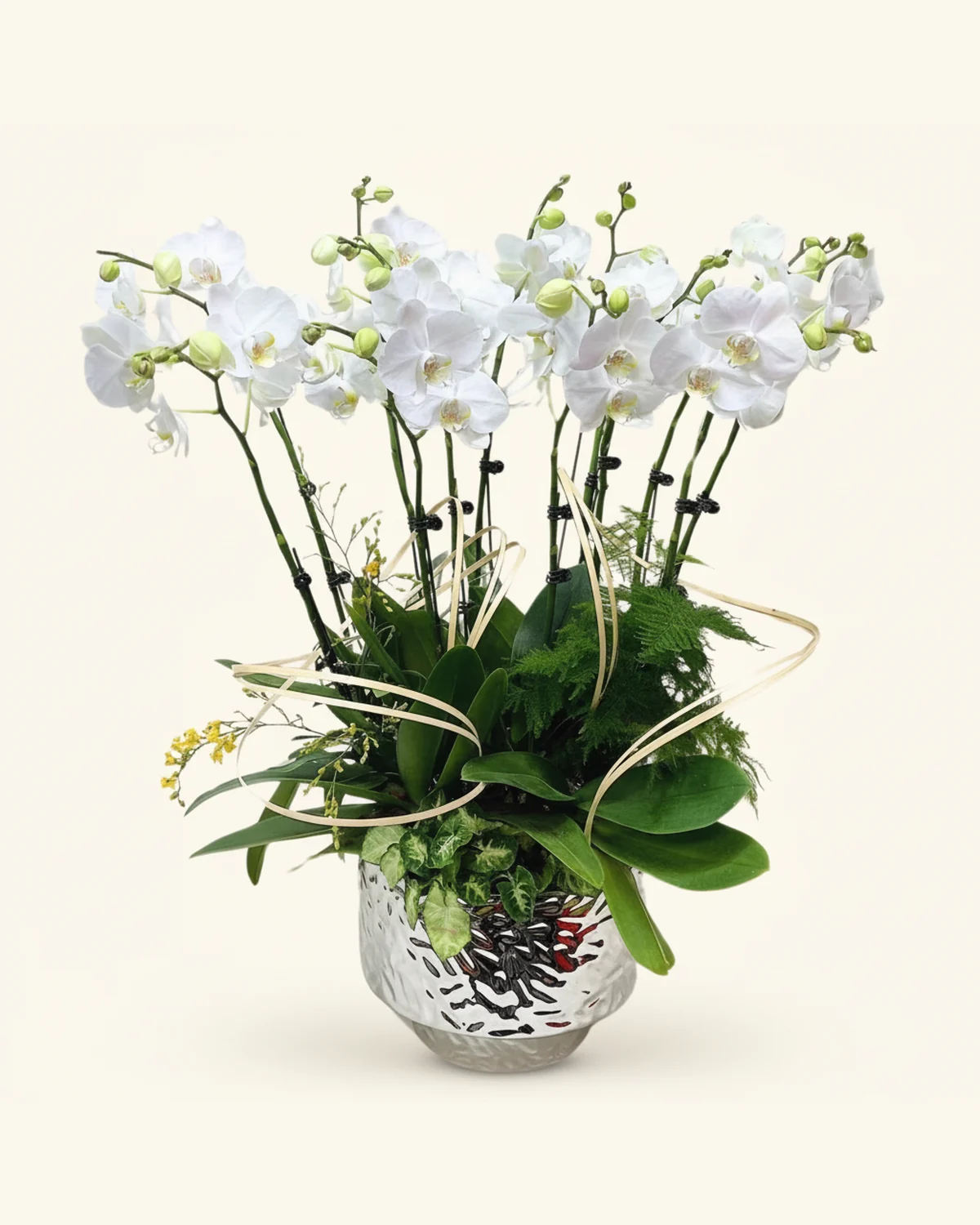 Y. Florist 香港蘭花上門保養 — 白蝴蝶蘭綠意盆栽參考款式