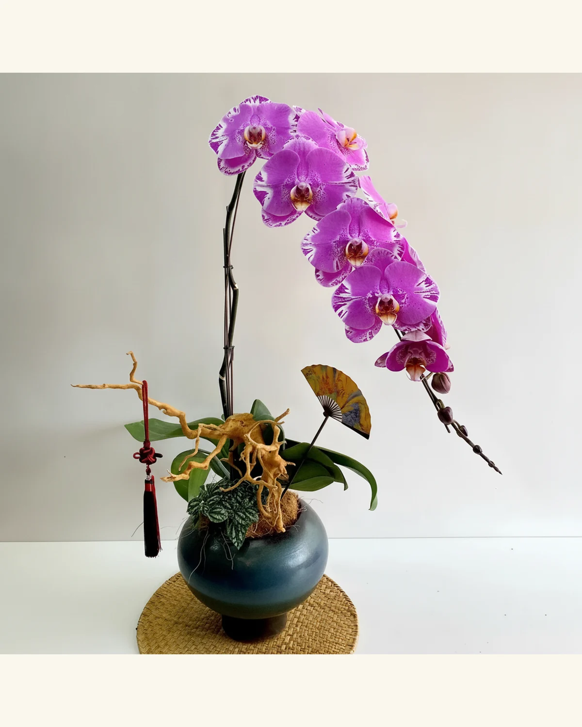 紫紅蝴蝶蘭盆栽擺設 — 蝴蝶蘭、綠葉及裝飾元素（相片造型參考）