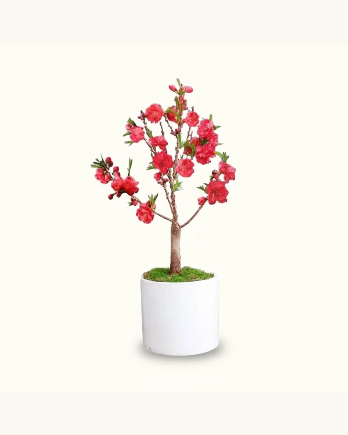 CNY Peach Blossom Potted Plant (50-60cm) — Peach Blossoms, Moss, White Cylindrical Ceramic Pot