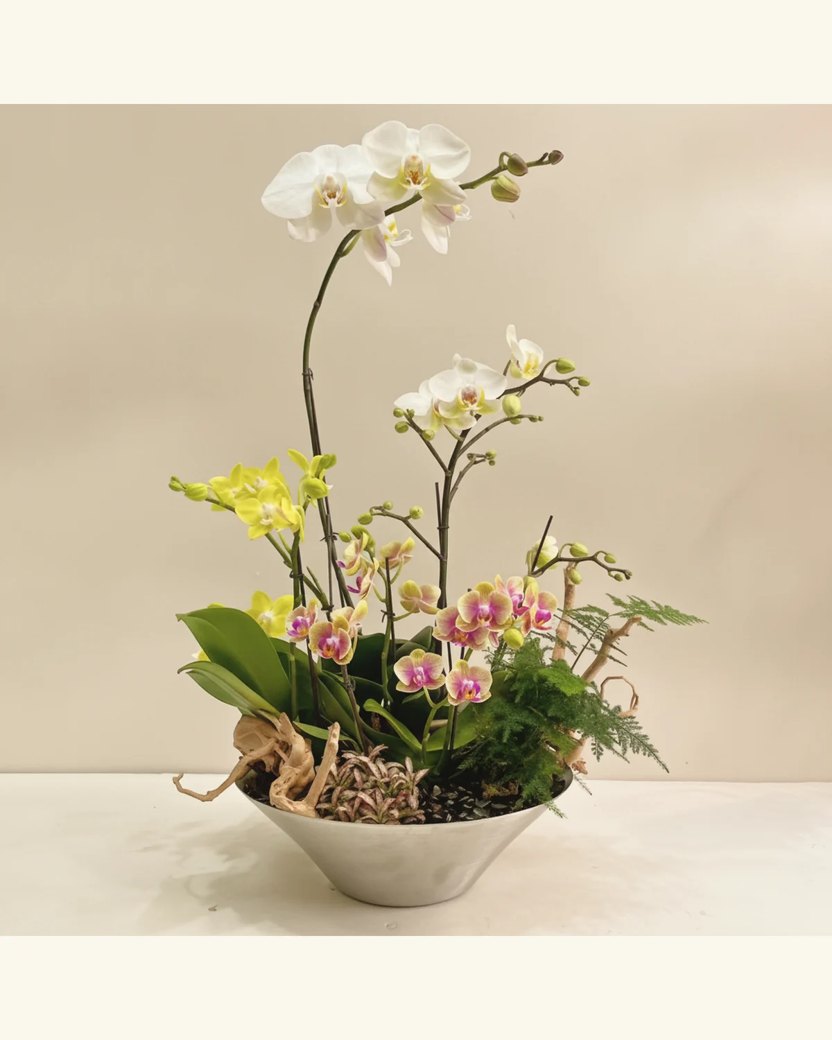 Y. Florist 香港蘭花上門保養 — 雅緻蝴蝶蘭景觀盆栽參考款式