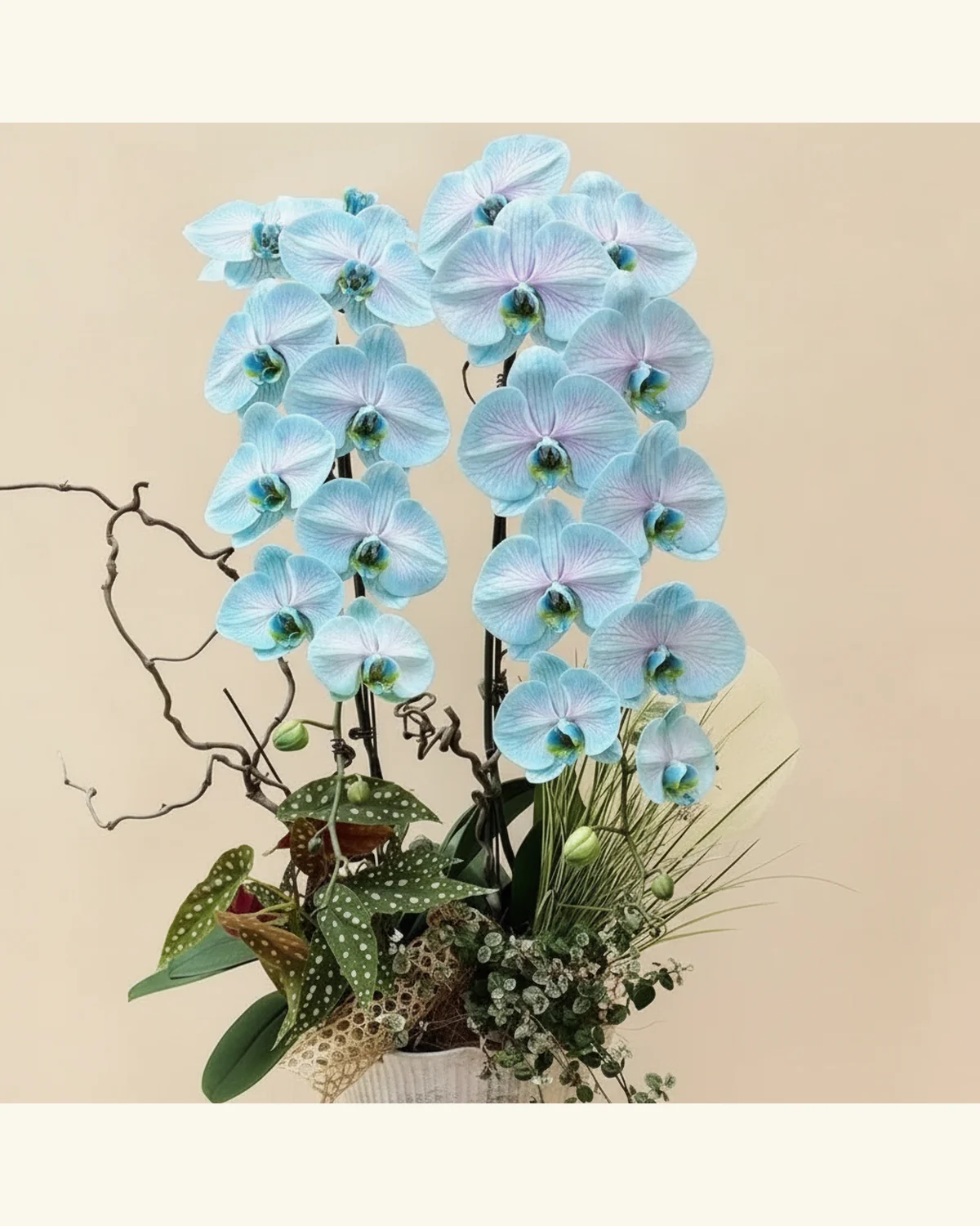 粉藍蘭花綠意盆栽 — 粉藍色蘭花、斑點葉觀葉植物（圖片款式參考；實際配置請查詢確認）、細葉配草、裝飾枝材（圖片款式參考；實際配置請查詢確認）、植栽媒材及盆器（圖片款式參考；實際配置請查詢確認）
