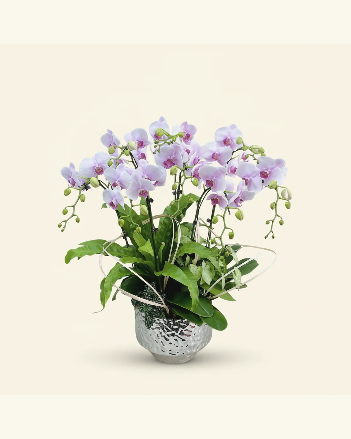 Y. Florist 香港蘭花上門保養 — 紫韻蝶舞蝴蝶蘭組盆參考款式