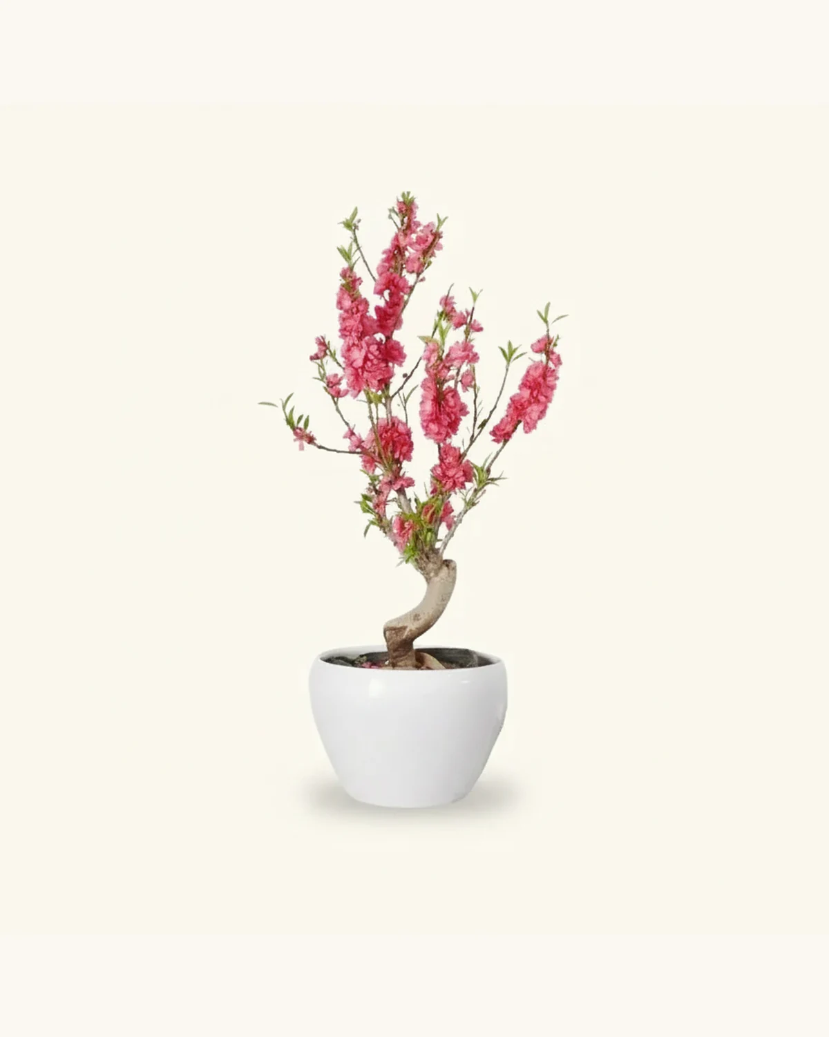 Lunar New Year Peach Blossom Potted Plant (50-60cm) — Peach Blossom, White Ceramic Pot, Soil