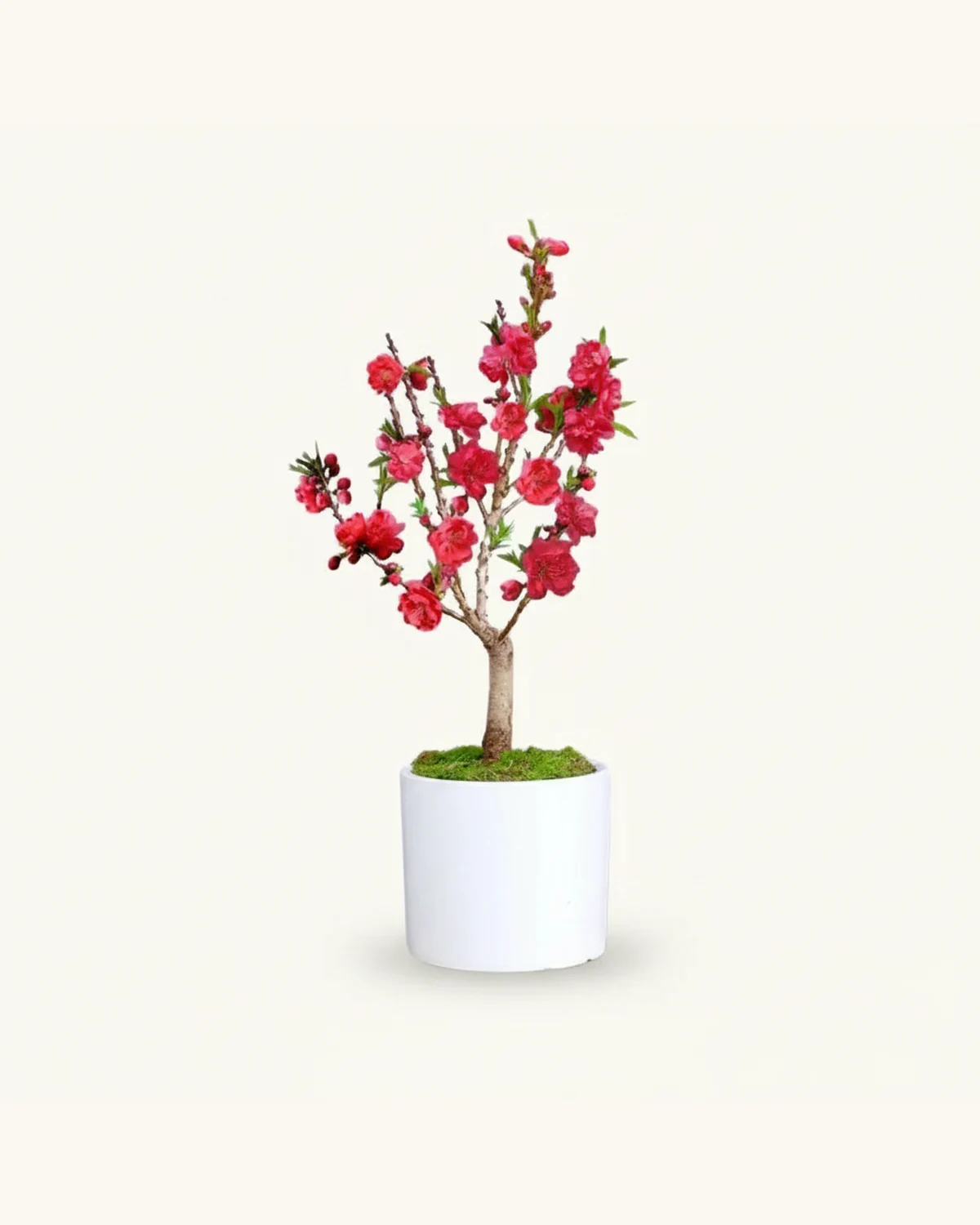 Chinese New Year Peach Blossom Potted Plant (40-50cm) — Peach Blossom, White Cylindrical Ceramic Pot, Green Moss