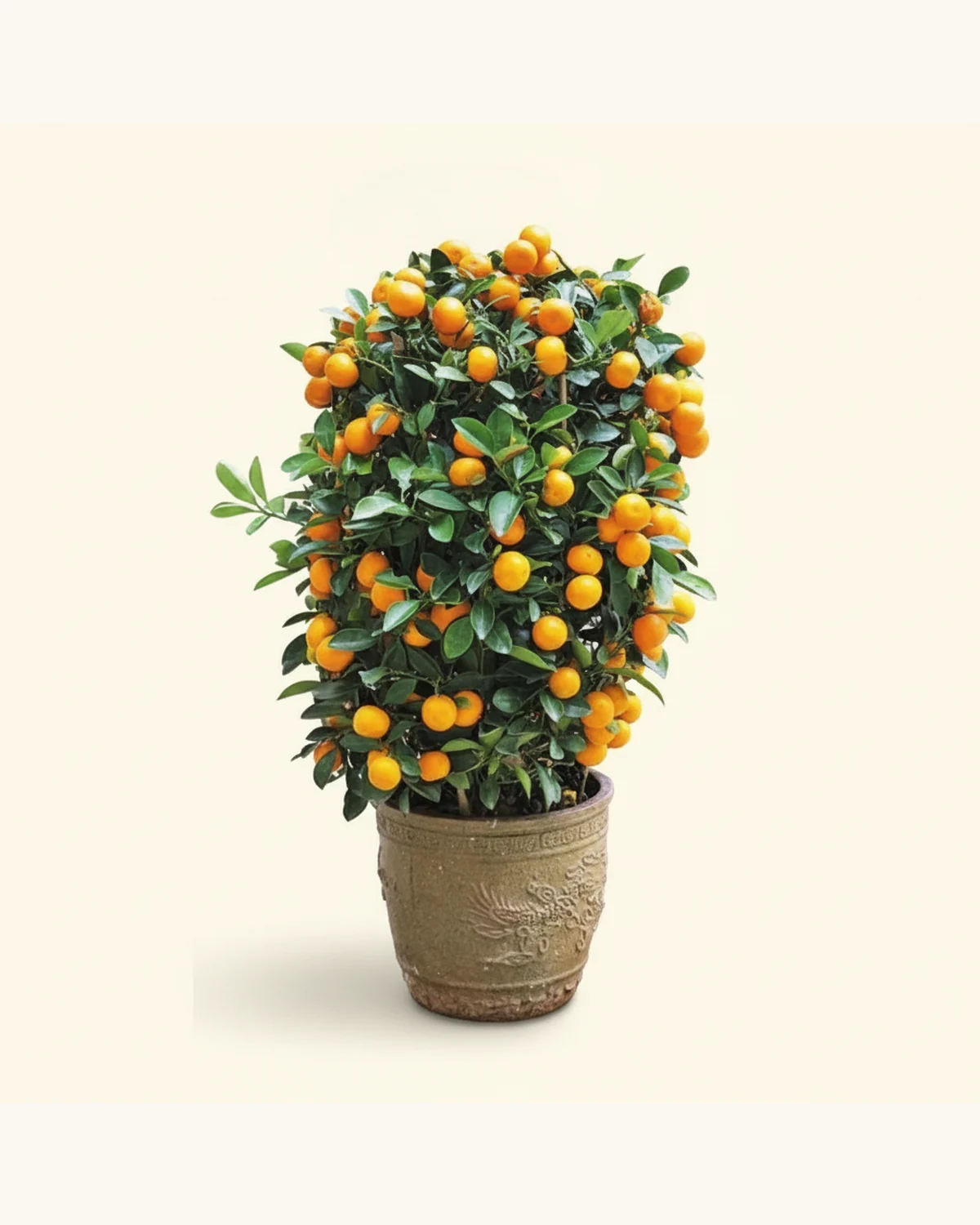 Selected Four Seasons Kumquat Plant — Potted four seasons kumquat, Confirm planter style on enquiry
