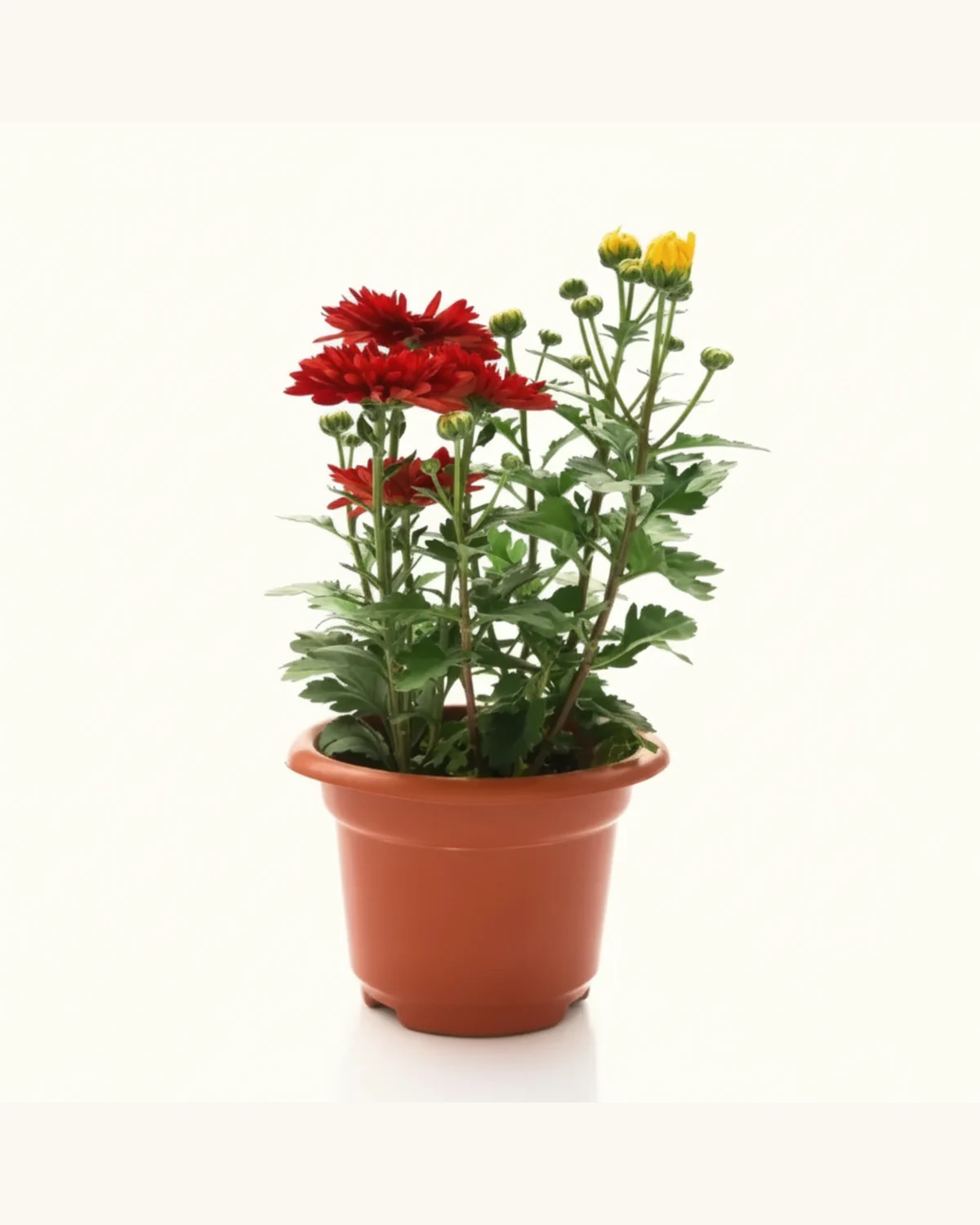 紅黃雙色賀年小菊花盆栽 — 紅菊花、黃菊花、綠葉、棕色花盆