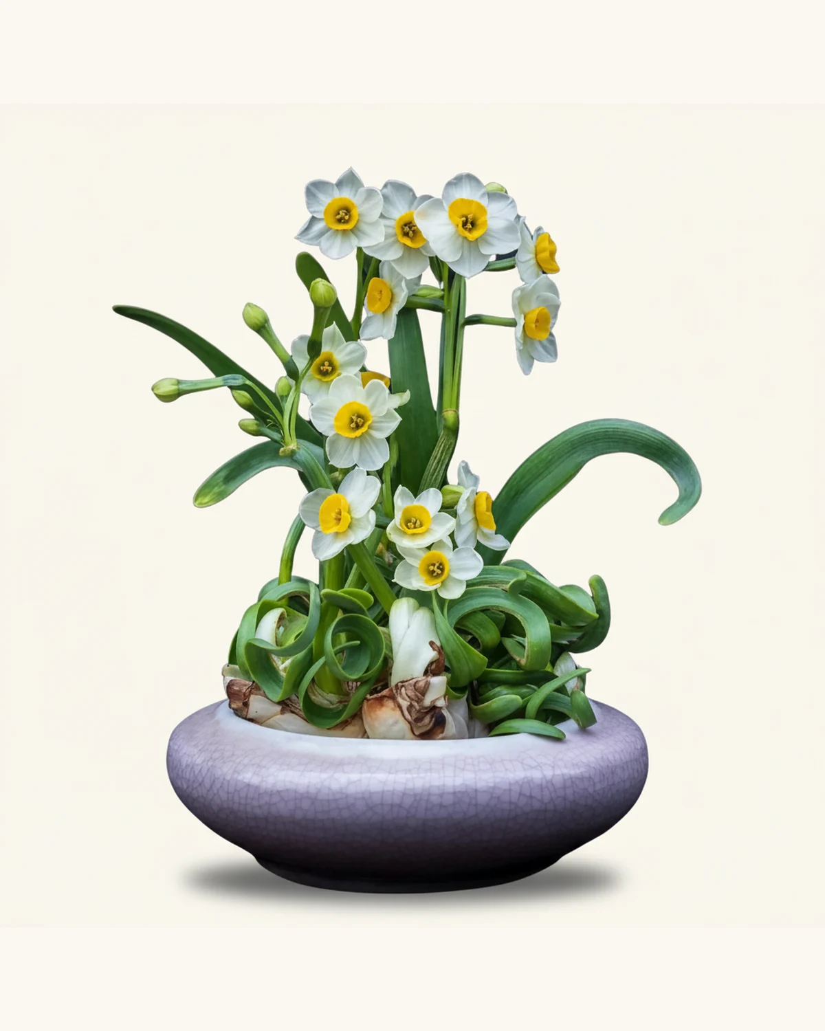 新春水仙花盆栽 — 水仙花、水仙花球莖、陶瓷盆