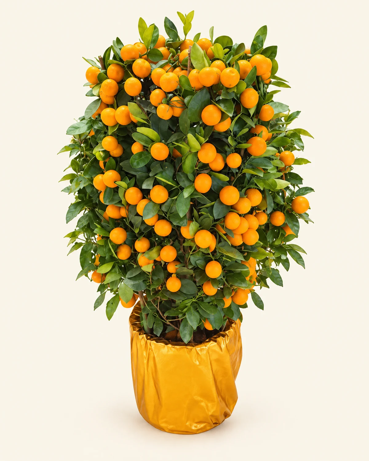 Gold-Wrapped Four Seasons Kumquat Plant — Potted four seasons kumquat, Gold-toned cover design; confirm the actual planter on enquiry