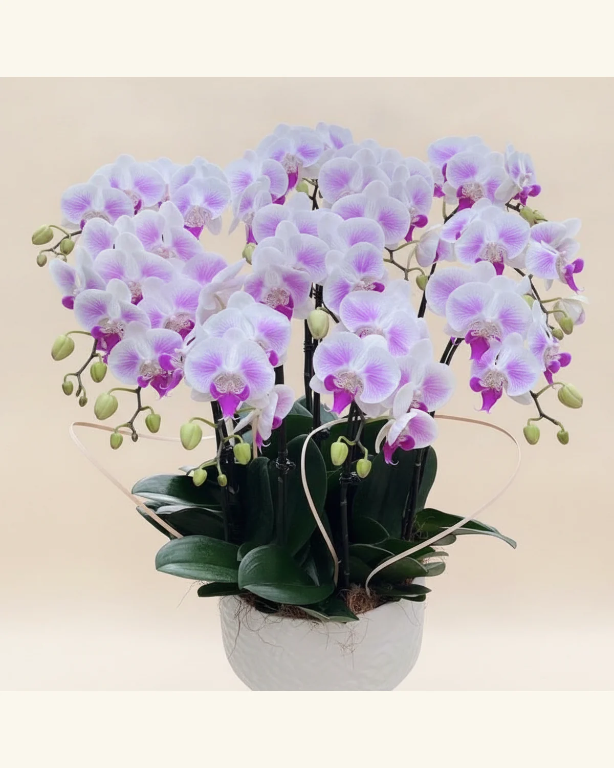 Y. Florist 香港蘭花上門保養 — 粉紫蝴蝶蘭盆栽參考款式