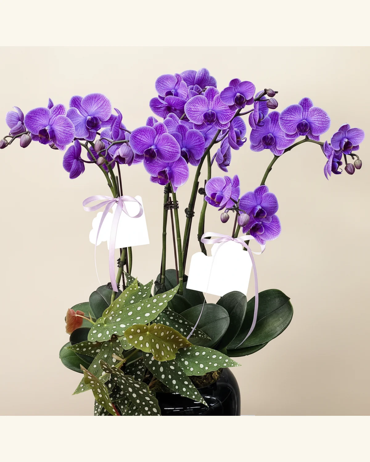 紫色蝴蝶蘭緞帶花藝 — 紫色蝴蝶蘭、觀葉植物（圖片款式參考；實際配置請查詢確認）
