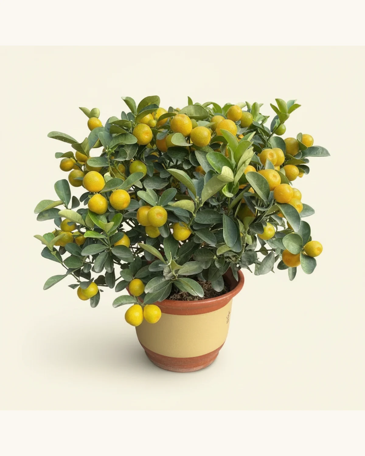 Festive Four Seasons Kumquat Plant — Potted four seasons kumquat, Confirm planter style on enquiry