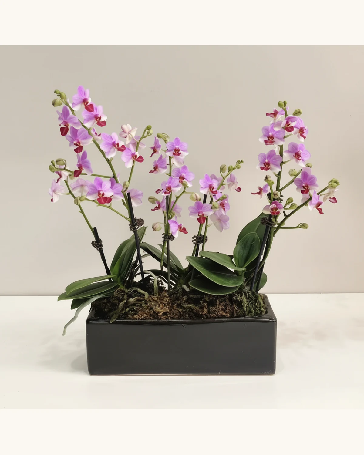 粉紫蝴蝶蘭長方形盆栽 — 粉紫色蝴蝶蘭、黑色長方形盆器及苔蘚覆面