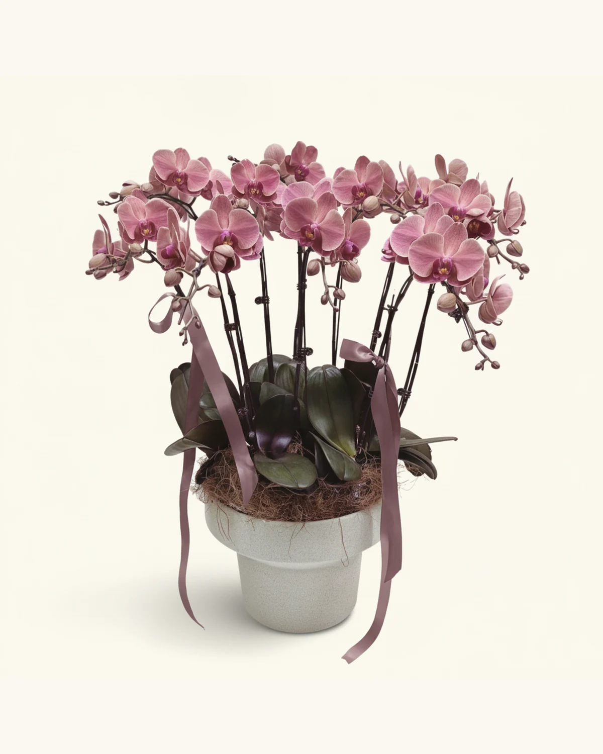 紫紅蝴蝶蘭盆栽 — 紫紅蝴蝶蘭、白灰色盆器、紫紅緞帶、天然纖維覆材