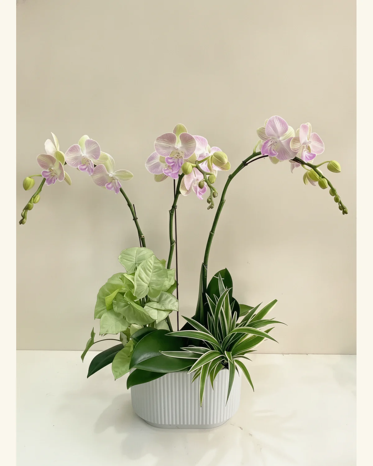 Y. Florist 香港蘭花上門保養 — 粉紫蘭花綠植盆栽參考款式