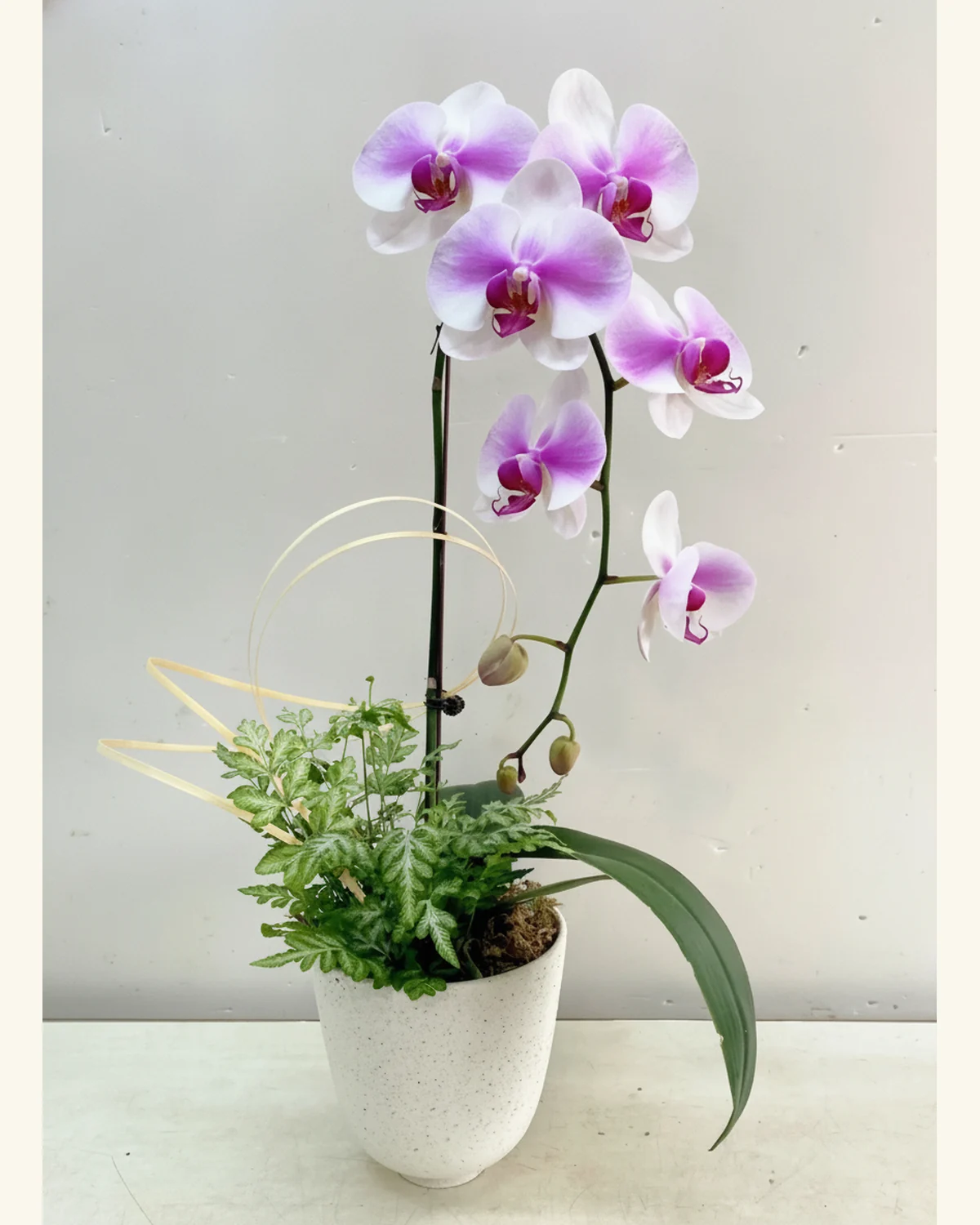 紫韻蝴蝶蘭蕨葉組盆 — 白瓣紫心蝴蝶蘭與花苞、斑葉蕨類配材、長形深綠蘭葉、白色斑點錐形花盆及淺色弧形裝飾