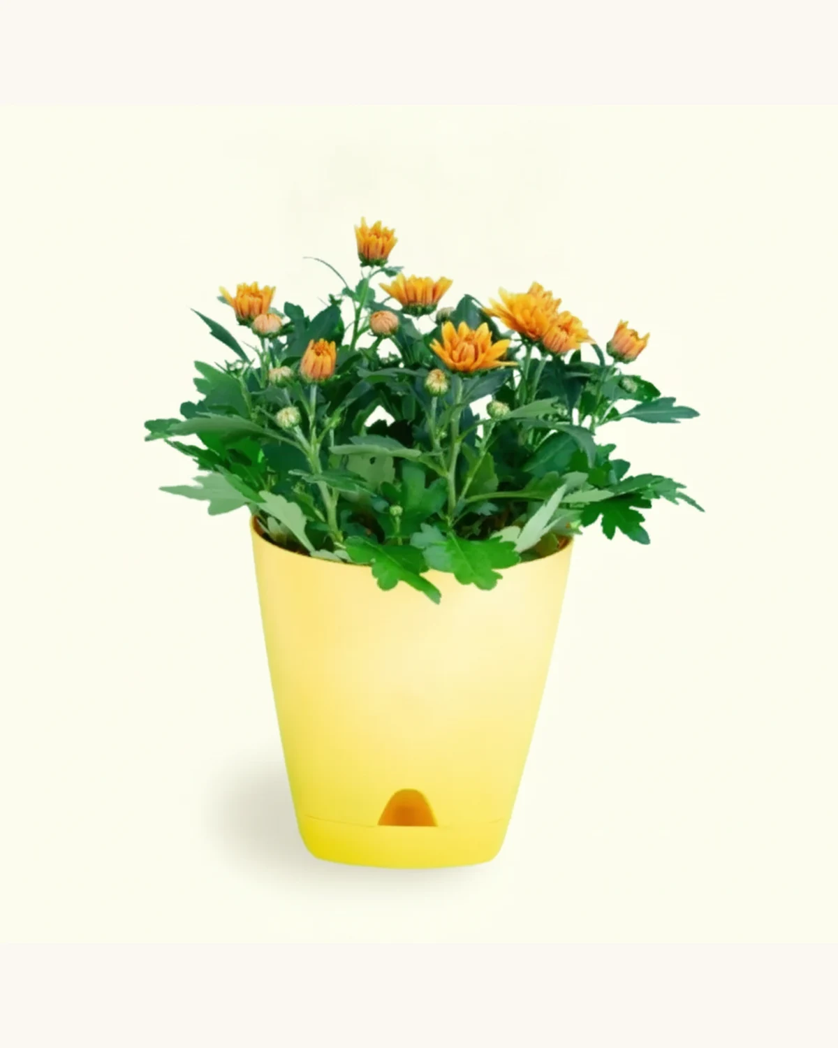 橙黃色小菊盆栽 — 橙黃色小菊花、綠葉、黃色塑膠花盆