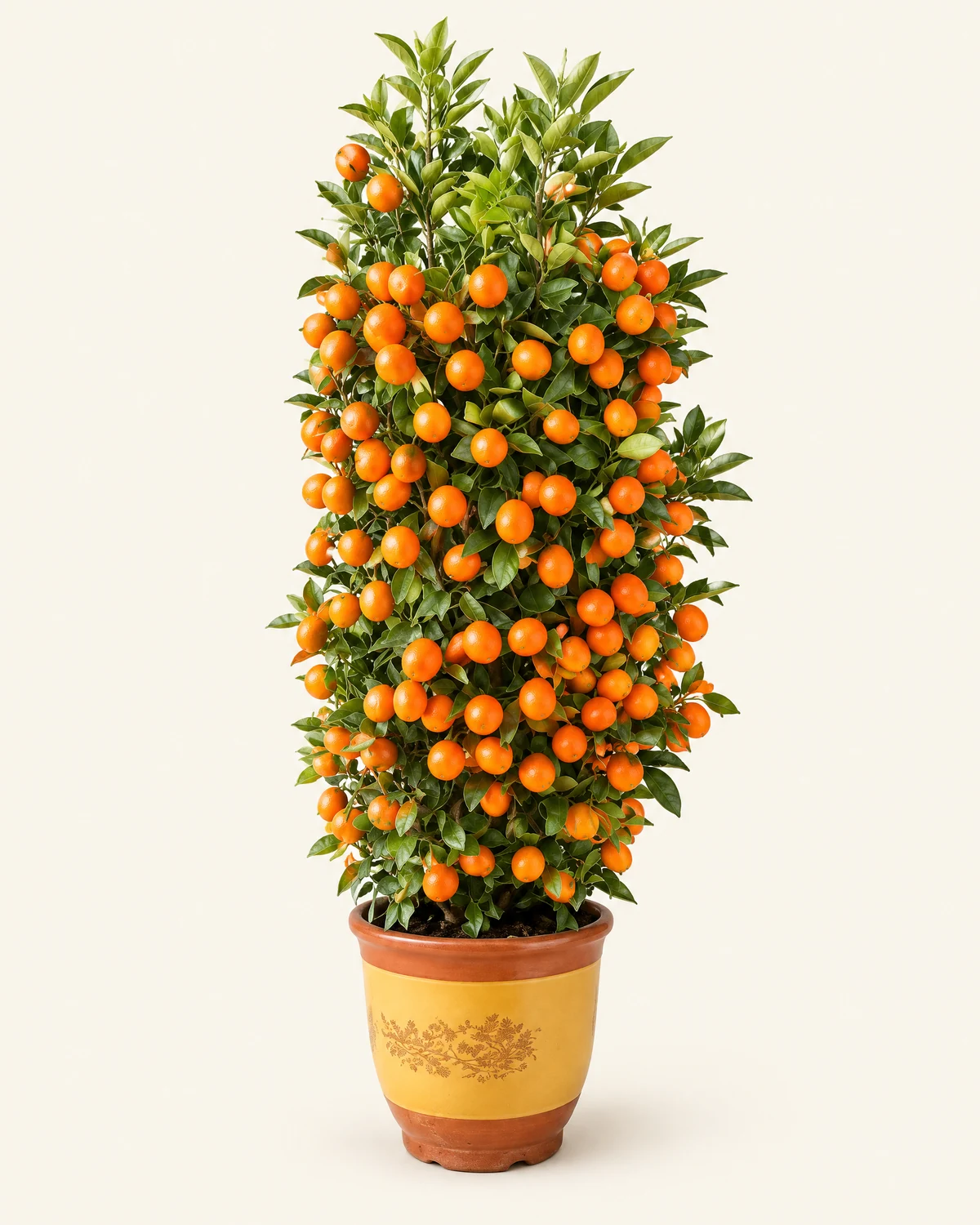 Festive Zhusha Kumquat Plant — Potted Zhusha kumquat, Confirm planter style on enquiry