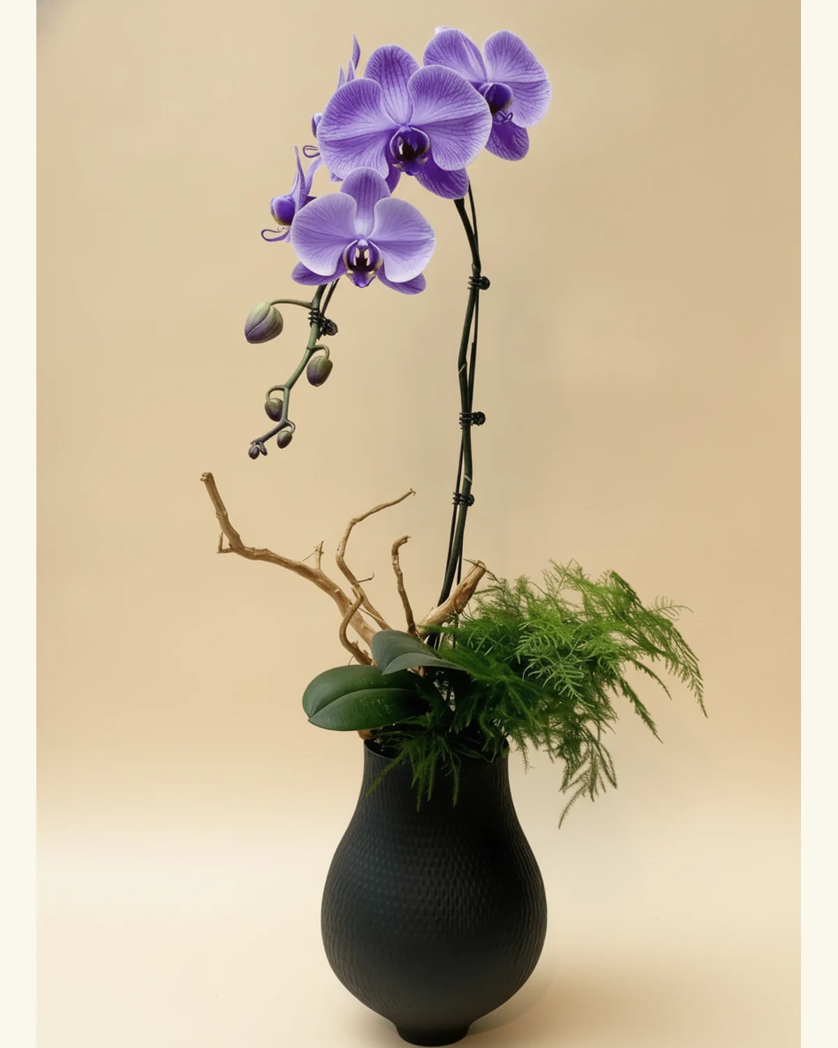 紫韻枝景蝴蝶蘭盆栽 — 紫色脈紋蝴蝶蘭，配深紫色花唇、帶花苞的拱形花梗與深綠蘭葉、畫面可見細羽狀綠葉襯材與天然枝木、黑色紋理壺形花盆