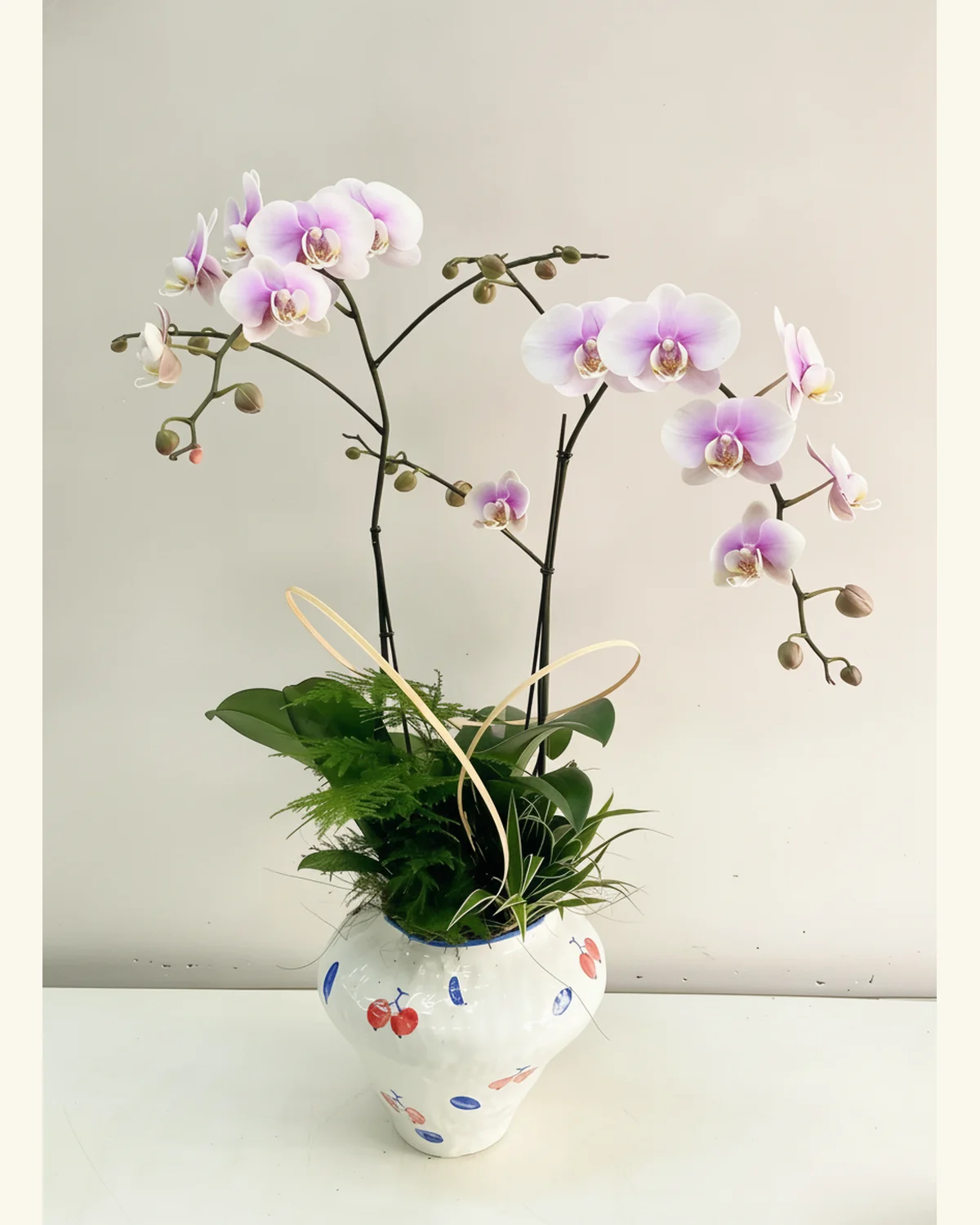 粉紫蝶舞蝴蝶蘭雅盆 — 粉紫白色蝴蝶蘭，配紫紅花心、深綠蘭葉及蕨類襯葉、圖示為白底彩繪陶瓷花盆