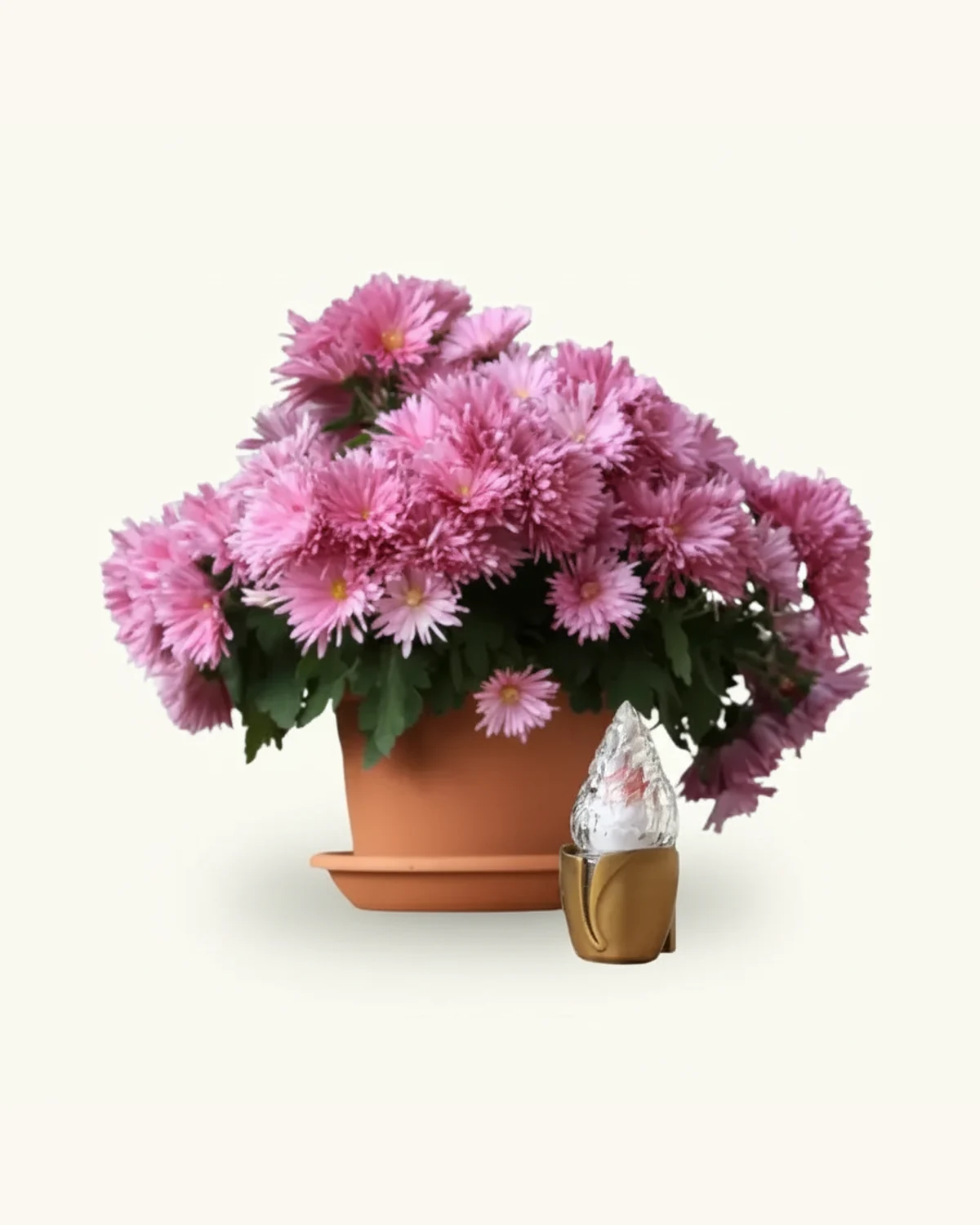 粉色新年菊花盆栽連蓮花燈 — 粉色菊花、陶土花盆、蓮花造型裝飾燈