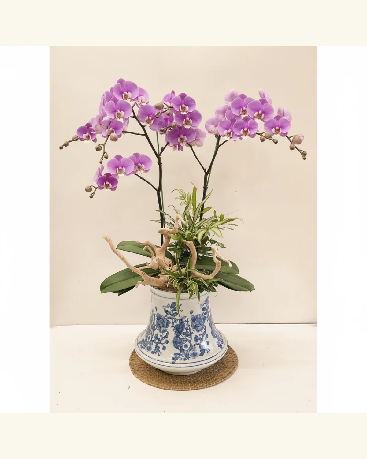 紫韻青花蝴蝶蘭藝境 — 紫粉色蝴蝶蘭與闊葉植株、細長斑葉綠植配材、淺色天然枯木造景、藍白花紋陶瓷盆配圓形藤編墊