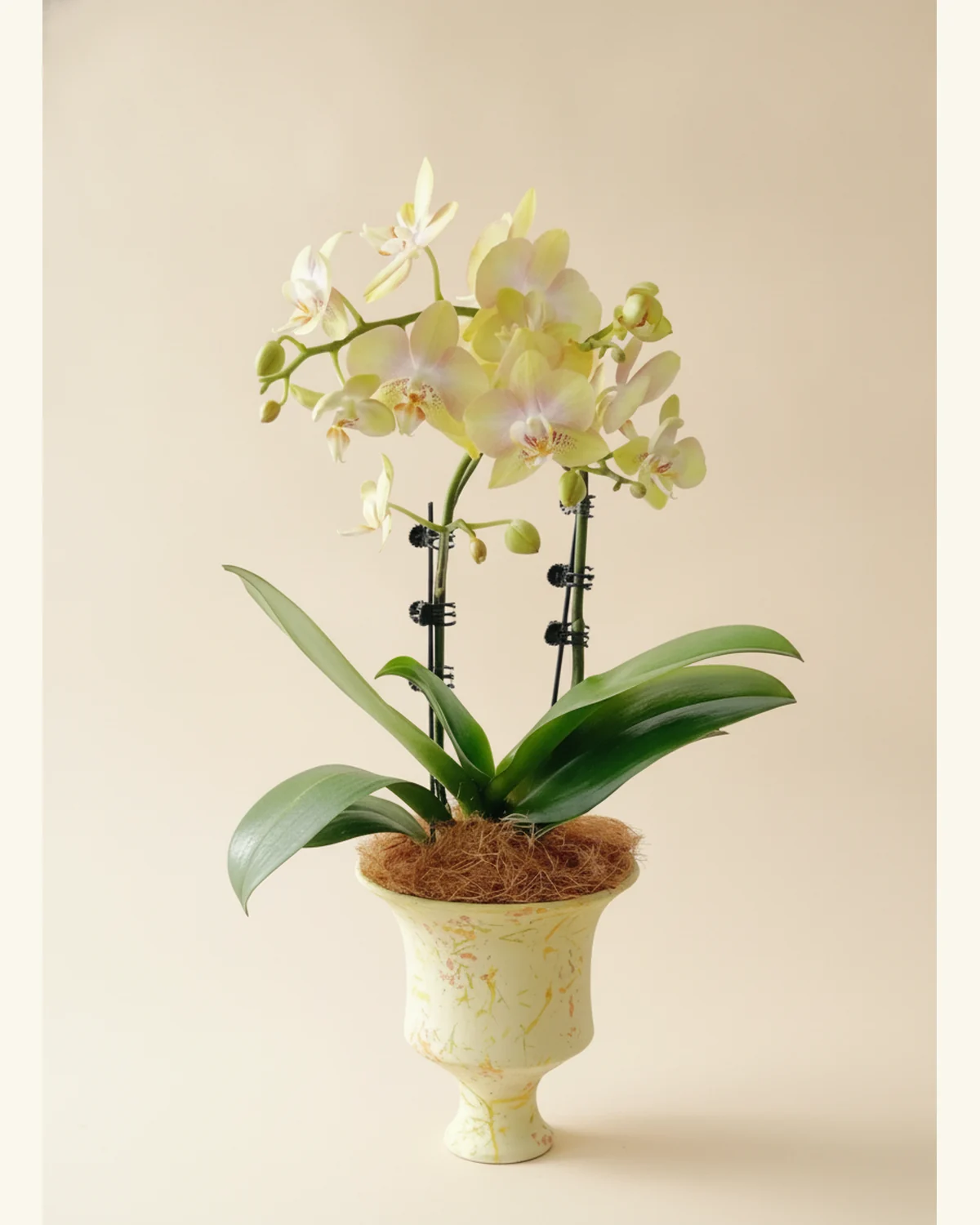金暉蝶舞蝴蝶蘭盆景 — 淡黃奶白蝴蝶蘭花朵，帶柔粉花心與斑點唇瓣、濃綠寬葉蘭株、椰纖覆面、淺奶油色彩紋高腳花盆