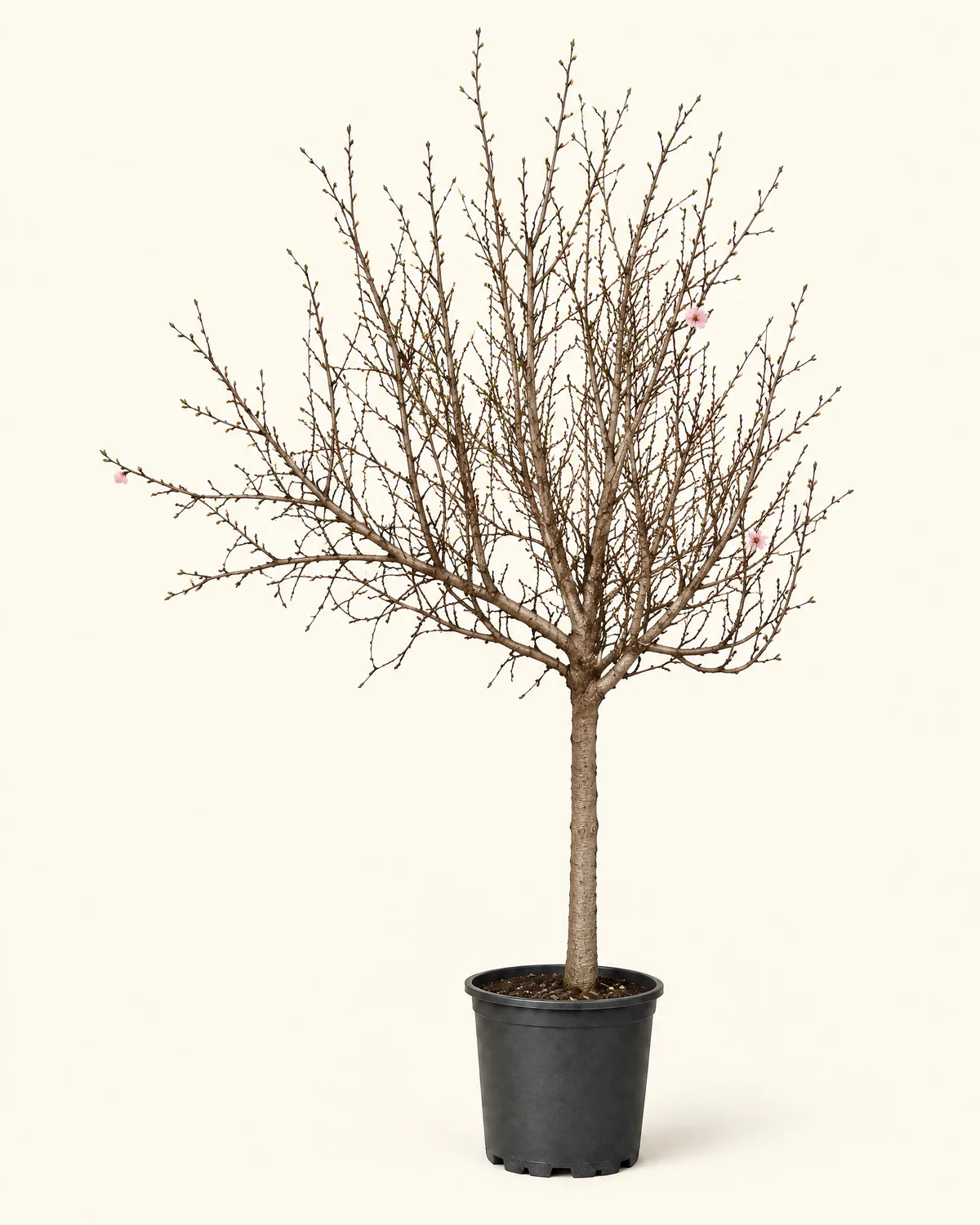 Upright New Year Peach Blossom Tree — Upright peach blossom tree, priced by selected height, Styling container shown is not included; planter, decorations and installation require separate quotation