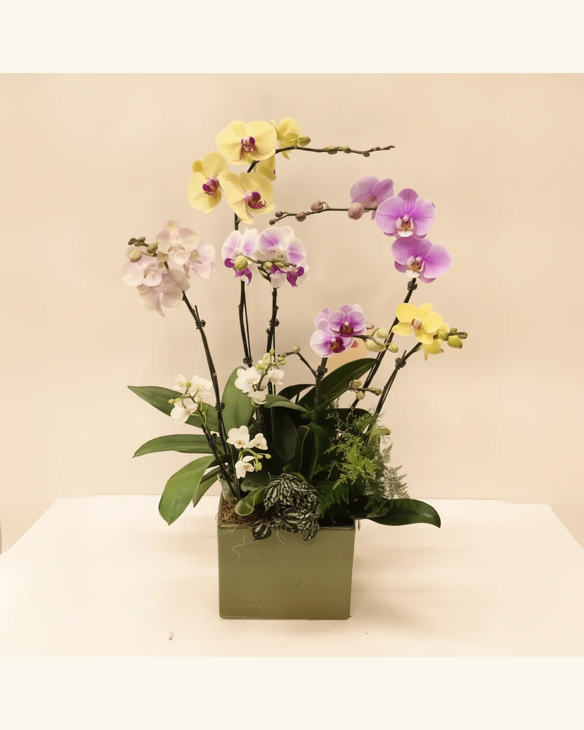 多色蝴蝶蘭綠意組盆 — 蝴蝶蘭、觀葉植物（圖片款式參考；實際配置請查詢確認）、蕨類襯材（圖片款式參考；實際配置請查詢確認）、方形盆器（圖片款式參考；實際配置請查詢確認）