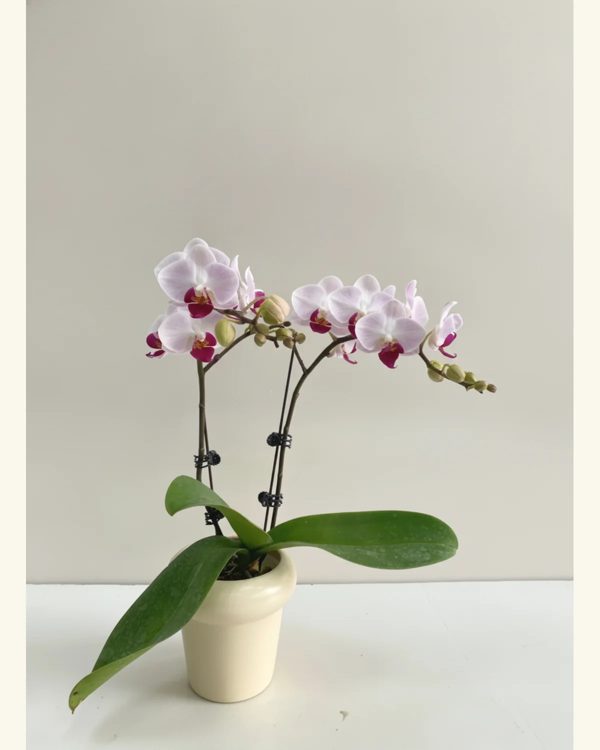 柔粉莓心蝴蝶蘭盆栽 — 淡粉紫色蝴蝶蘭花，配深莓紅色唇瓣、帶花苞的弧形花梗與可見支撐桿、寬厚深綠色蘭花葉材、象牙白色圓筒盆器