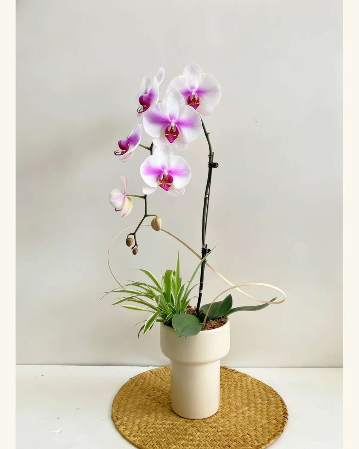 粉白蘭花綠植盆栽 — 粉白蘭花、觀葉植物（圖片款式參考；實際配置請查詢確認）、花盆（圖片款式參考；實際配置請查詢確認）、裝飾藤圈（圖片款式參考；實際配置請查詢確認）