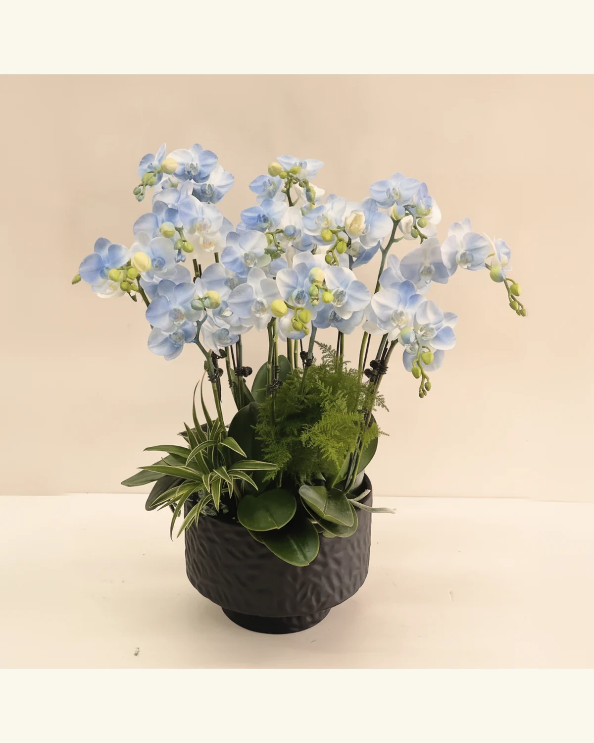 霧藍蝴蝶蘭綠意雅盆 — 淡藍色蝴蝶蘭花朵與花苞、深綠色蘭花葉材、斑葉觀葉與細緻綠色配葉、深炭黑色紋理圓形盆器