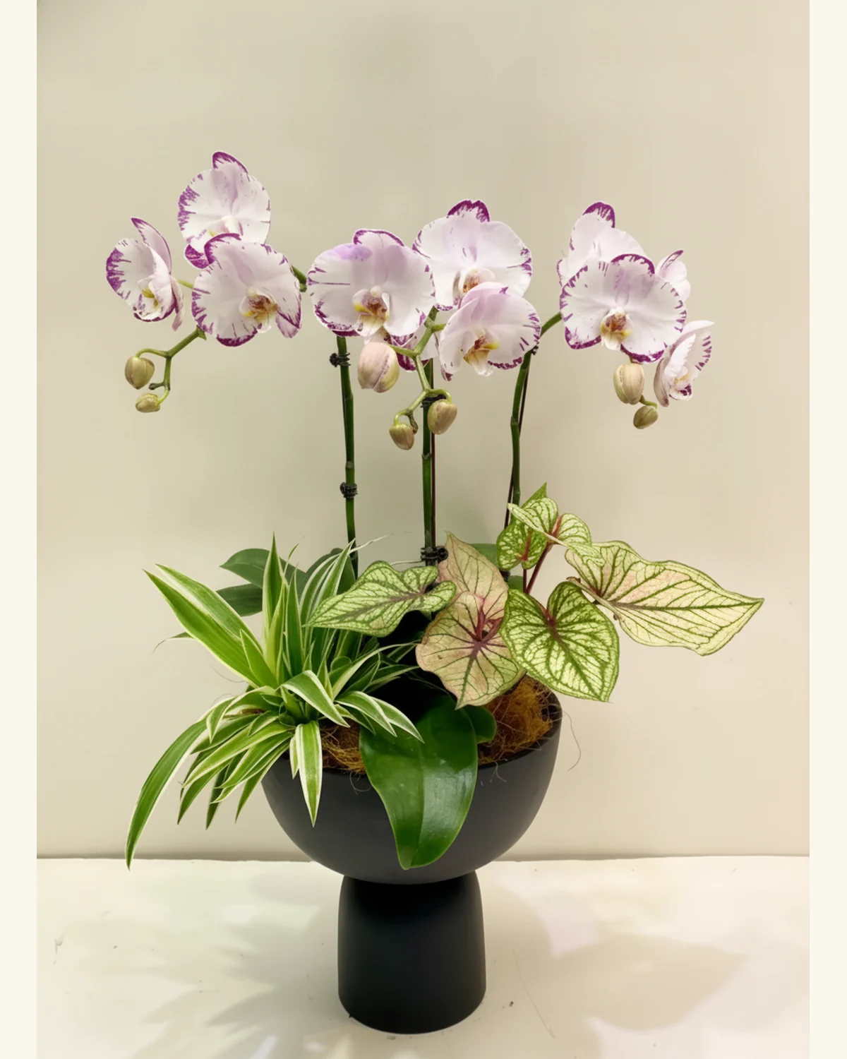 紫邊白花蘭花觀葉盆栽 — 蘭花、觀葉植物（圖片款式參考；實際配置請查詢確認）、花盆（圖片款式參考；實際配置請查詢確認）
