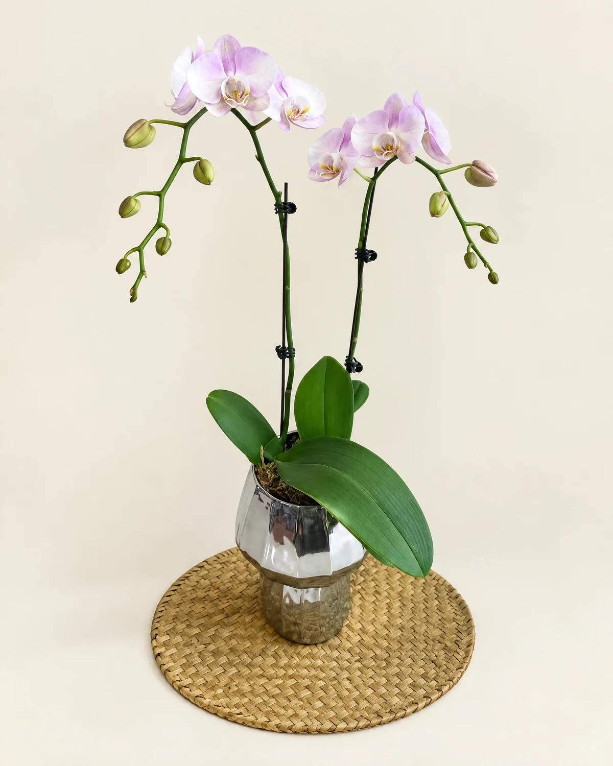 粉紫白蝴蝶蘭盆栽 — 蝴蝶蘭植株、銀色反光花盆、圓形編織墊座