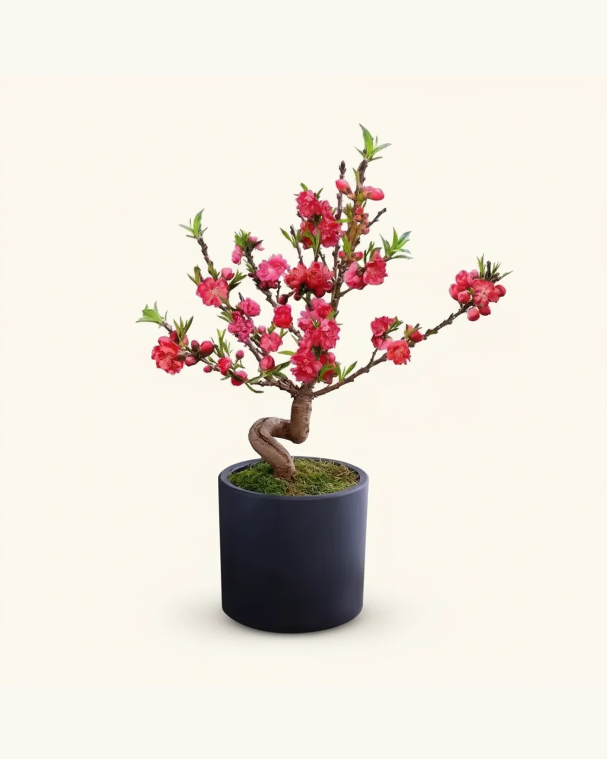 CNY Peach Blossom Bonsai (50-60cm) — Peach Blossom, Moss, Black Cylindrical Pot