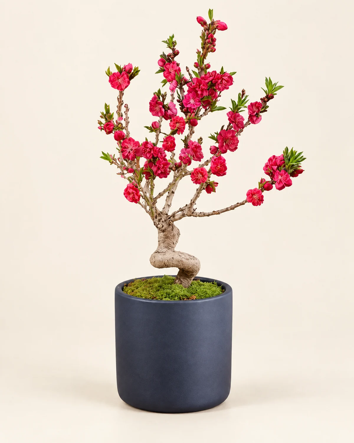 Curved Trunk New Year Peach Bonsai — Curved-trunk ruby-pink peach blossom bonsai, Confirm actual dimensions, plant and planter style on enquiry