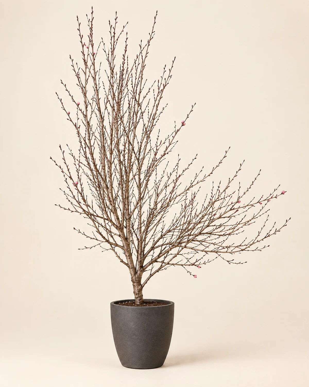 Spring Branch Peach Blossom Tree — New Year peach blossom tree, priced by selected height, Styling container shown is not included; vase, decorations and installation require separate quotation