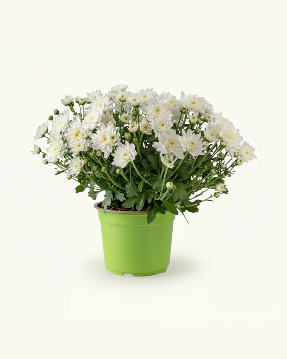 賀年白色小菊盆栽 — 白色小菊、綠色塑膠花盆、泥土