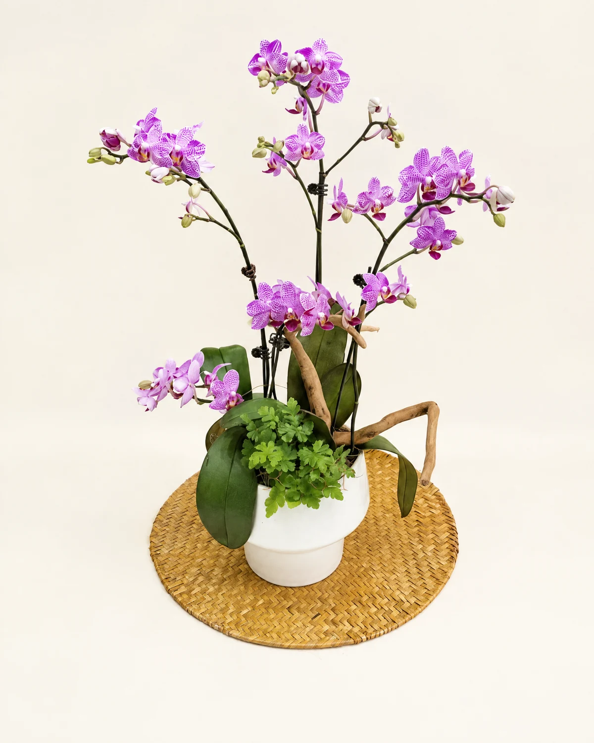 紫色蝴蝶蘭盆栽 — 紫色蝴蝶蘭、白色陶瓷盆、綠色葉材及地被植物、天然木枝支架、編織草蓆