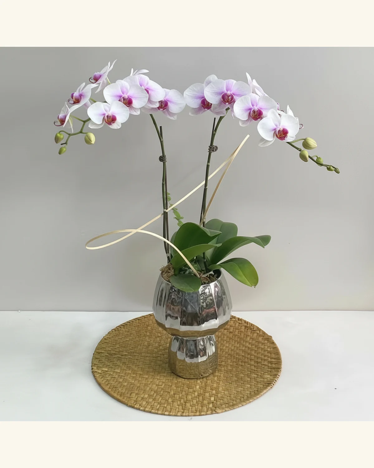 淡粉蝴蝶蘭盆栽 — 淡粉白蝴蝶蘭、蘭花綠葉（圖片款式參考；實際配置請查詢確認）
