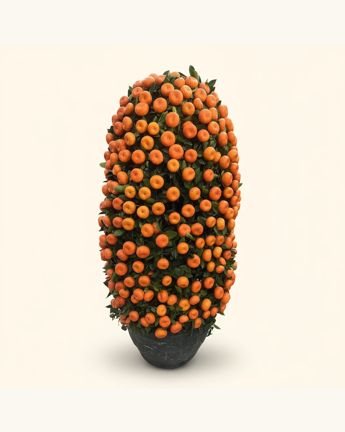 Selected Zhusha Kumquat Plant — Potted Zhusha kumquat, Confirm planter style on enquiry