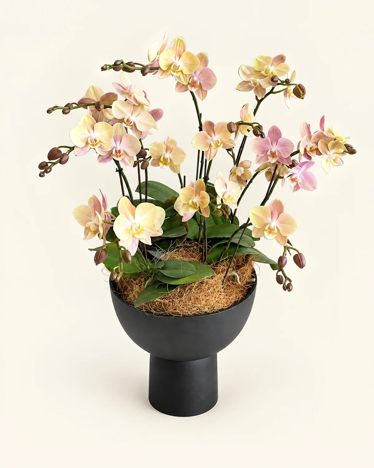 混色蝴蝶蘭盆栽花藝 — 蝴蝶蘭、綠色葉片、黑色盆器及圓柱底座、棕色纖維覆蓋物