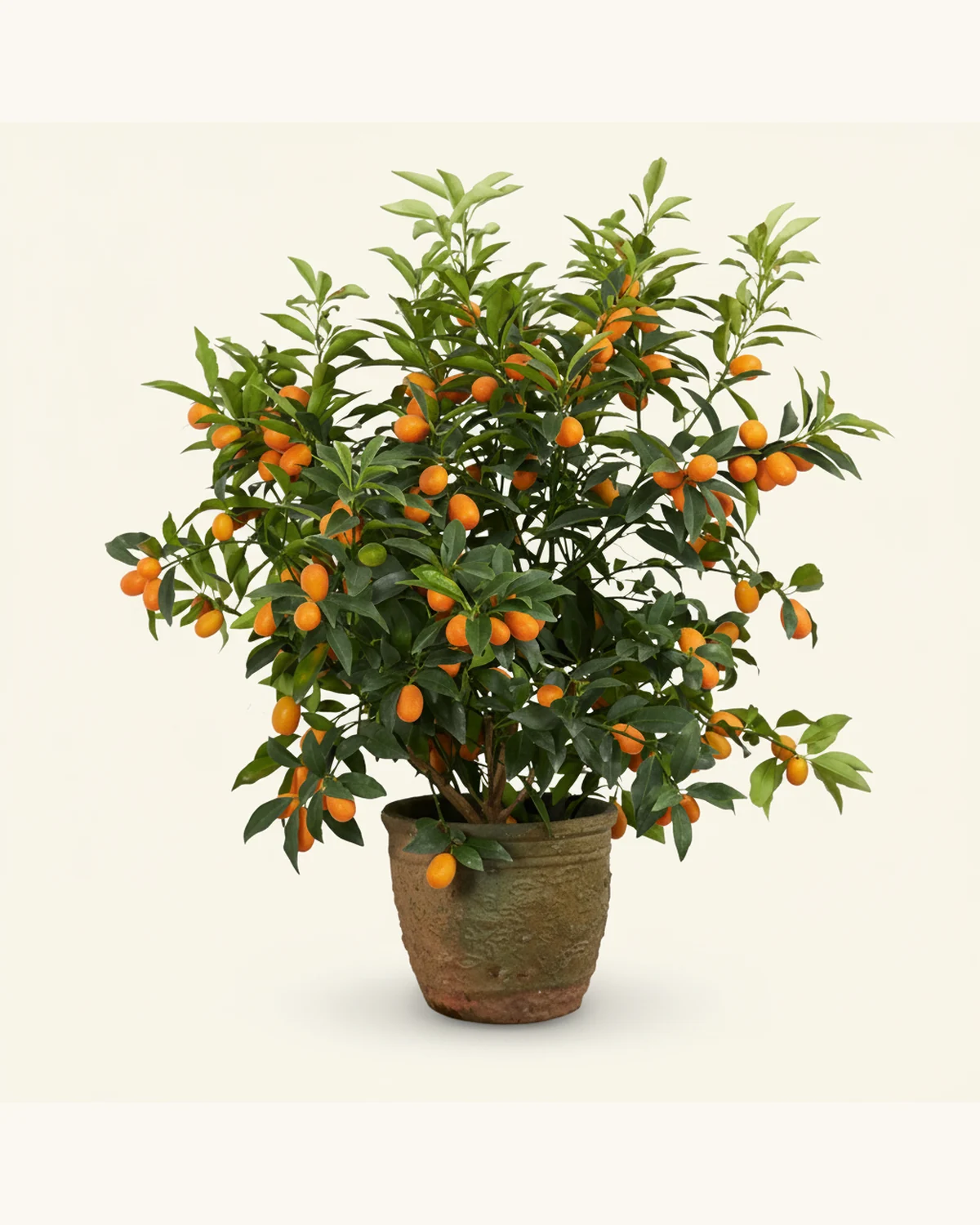 Festive Golden Kumquat Plant — Potted golden kumquat, Confirm planter style on enquiry