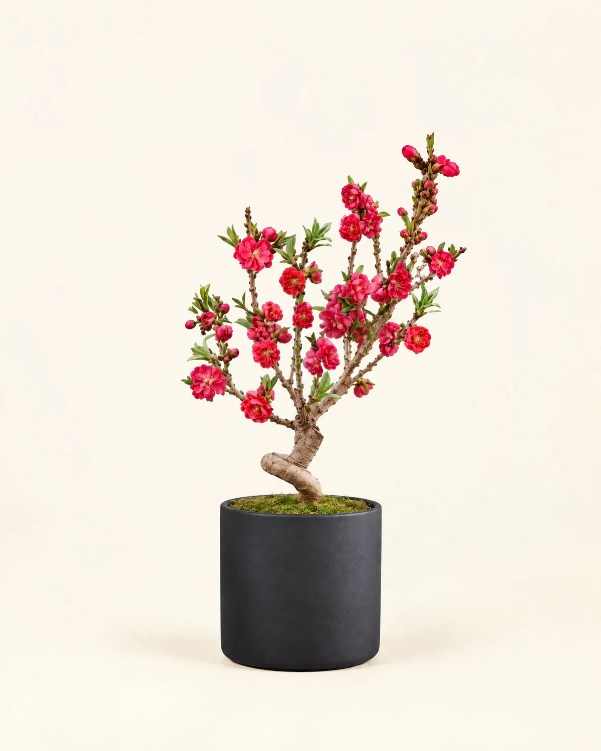 Ruby Blossom New Year Peach Bonsai — Ruby-pink peach blossom bonsai, reference height about 50–60 cm, Confirm the actual plant and planter style on enquiry