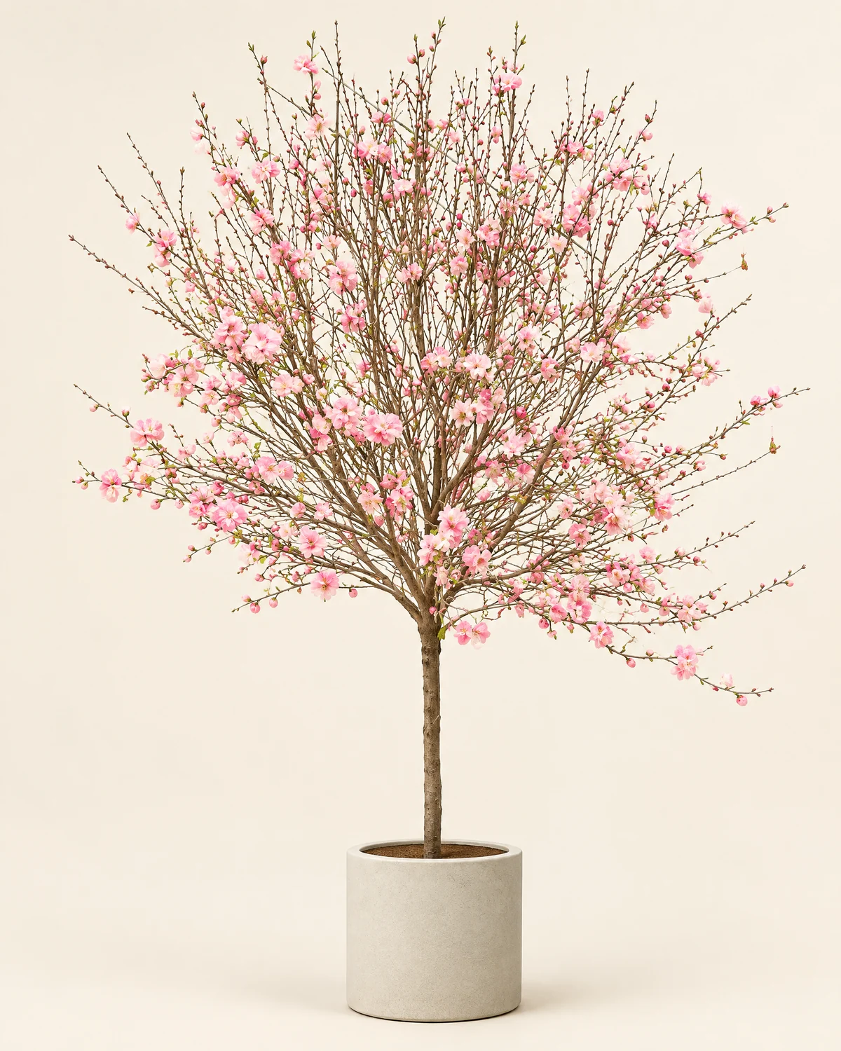 Blush Canopy New Year Peach Blossom Tree — Pink peach blossom tree, priced by selected height, Styling container shown is not included; planter, ornaments and installation require separate quotation
