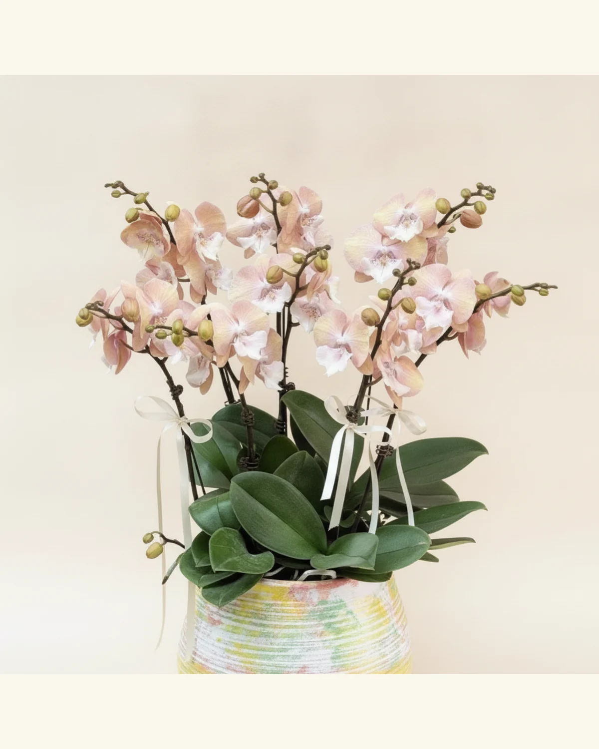 蜜桃粉蝴蝶蘭花藝擺設 — 蝴蝶蘭、綠葉（圖片款式參考；實際配置請查詢確認）