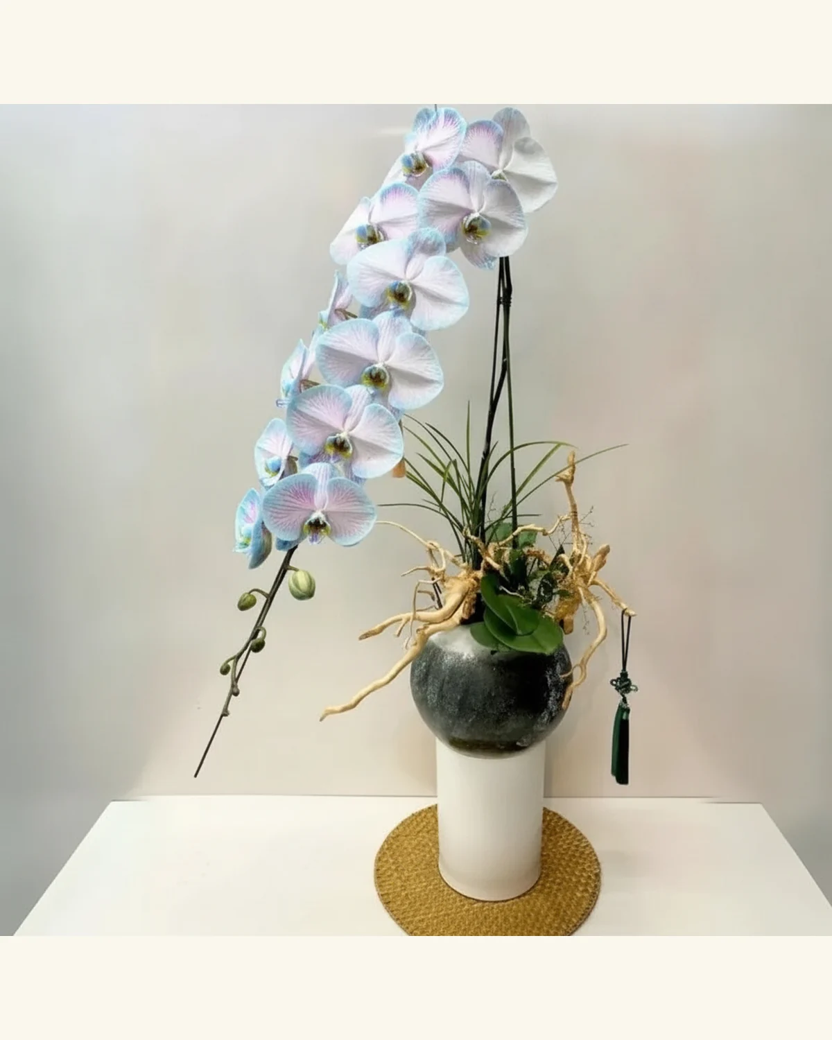 雲彩粉藍蝴蝶蘭雅盆 — 圖片所示：粉白花瓣帶淡藍邊與粉紫細脈紋的蝴蝶蘭、圖片所示：深綠闊葉及線形綠葉、圖片所示：淺色枝材造景、圖片所示：深色圓盆配白色圓柱底座、草編墊與流蘇吊飾